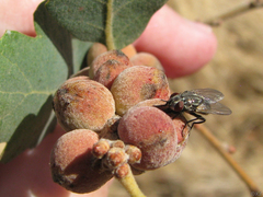 Disholcaspis canescens