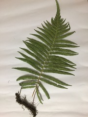 Pelazoneuron puberulum