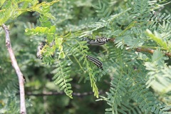 Epicauta atrivittata