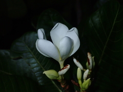 Himatanthus obovatus