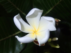 Himatanthus obovatus