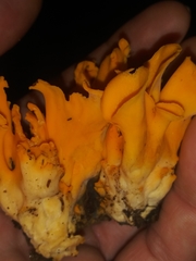 Craterellus odoratus