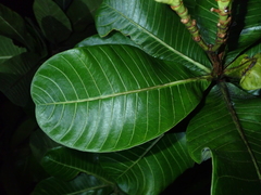 Himatanthus obovatus