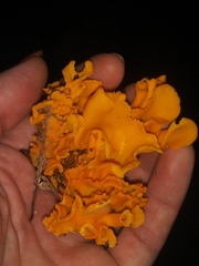 Craterellus odoratus