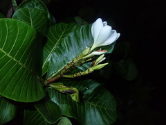 Himatanthus obovatus