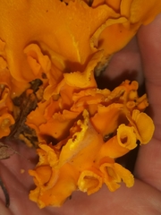 Craterellus odoratus