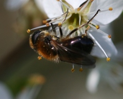 Cheilosia grossa