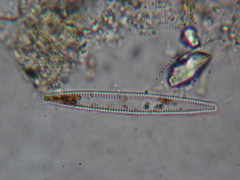 Fragilariophycidae