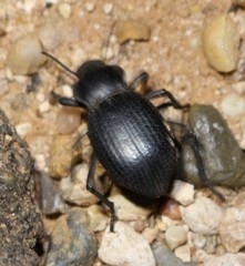 Cryptoglossa infausta