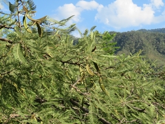 Vachellia pennatula