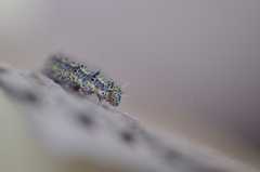 Ascia monuste orseis