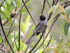 Pseudospingus verticalis