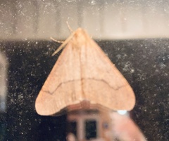 Erannis tiliaria