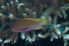 Pseudanthias huchtii