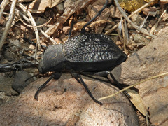 Philolithus morbillosus