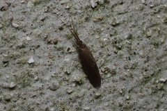 Lepidostoma japonicum