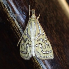 Daulia magdalena