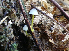Mycena subviscosa