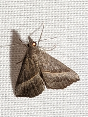 Hypena degesalis