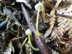 Mycena subviscosa