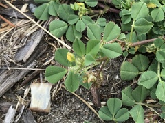 Medicago praecox