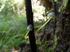 Mycena subviscosa
