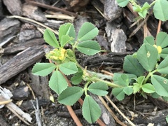 Medicago praecox