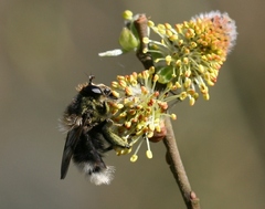 Criorhina ranunculi