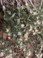 Perityle congesta