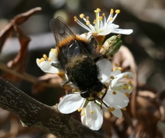Criorhina ranunculi