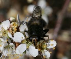 Criorhina ranunculi