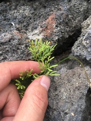 Cryptogramma cascadensis