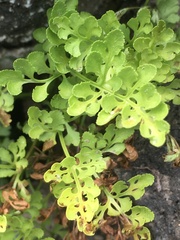 Cryptogramma cascadensis