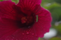 Macugonalia cavifrons