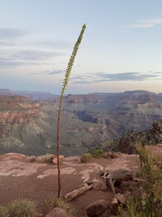 Agave utahensis kaibabensis