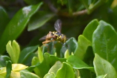 Spilomyia interrupta