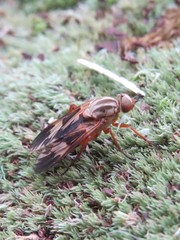 Arthropeas americana