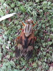 Arthropeas americana