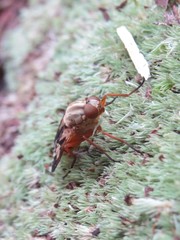 Arthropeas americana