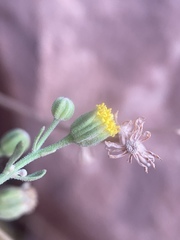 Perityle congesta