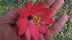 Passiflora crispolanata