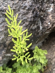 Cryptogramma cascadensis