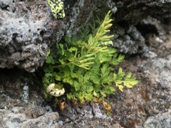 Cryptogramma cascadensis