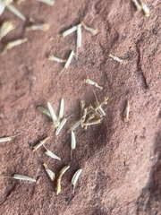 Perityle congesta