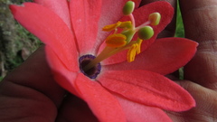 Passiflora crispolanata