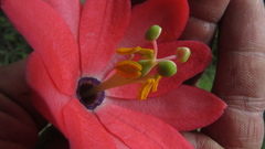 Passiflora crispolanata