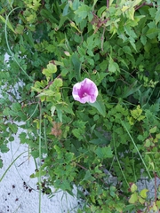 Ipomoea sagittata