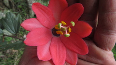 Passiflora crispolanata