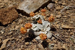 Eriogonum alpinum