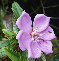 Melastoma sanguineum